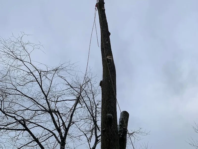 Trädfällarna Borås