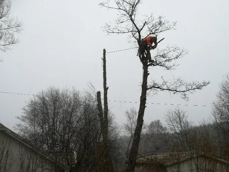 Ljungskile Trädservice