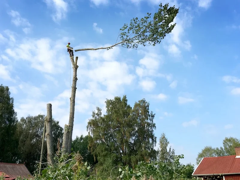 Trädakuten Göteborg