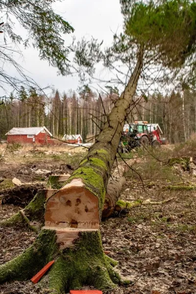 Lundens Gård - Trädfällning och Stubbfräsning Orust och Tjörn