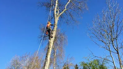 Lista 17 arborist i Skåne