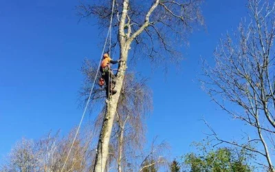 Lista 17 arborist i Skåne