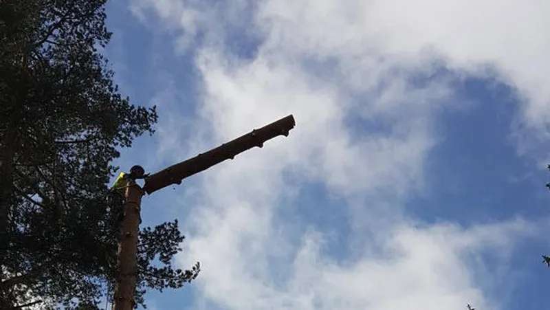 Brantes Arboristtjänst AB