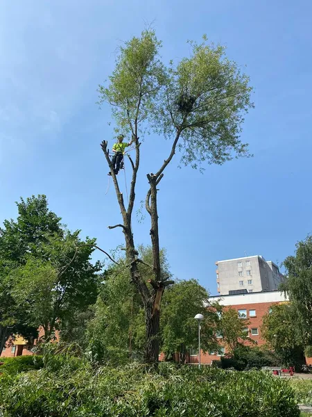 Ystad Trädvård AB