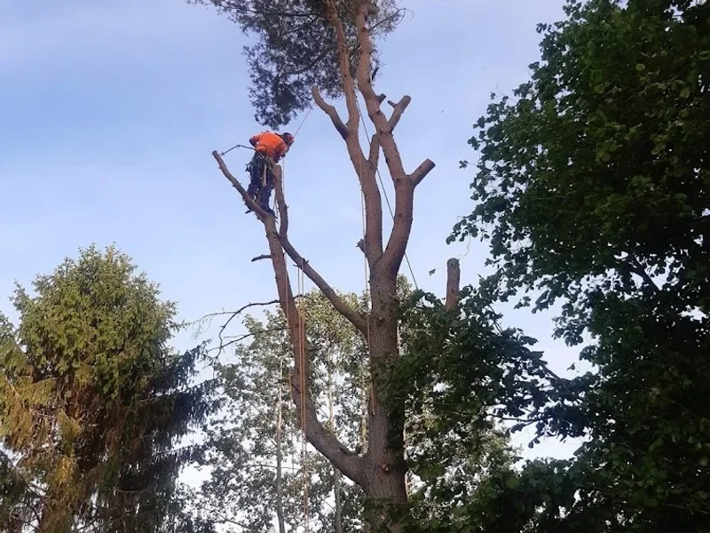 Aspegrens Trädvård