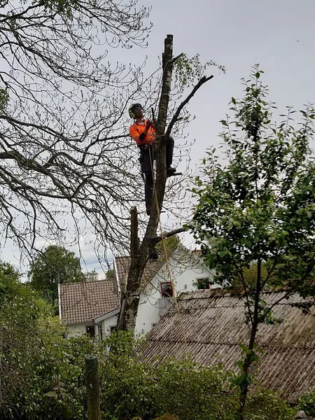 Yggdrasil Trädservice AB