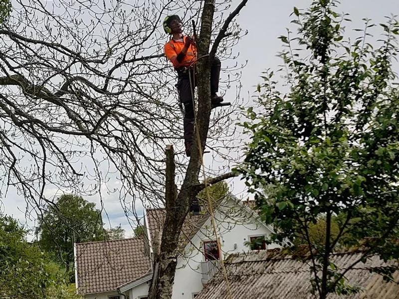 Yggdrasil Trädservice AB