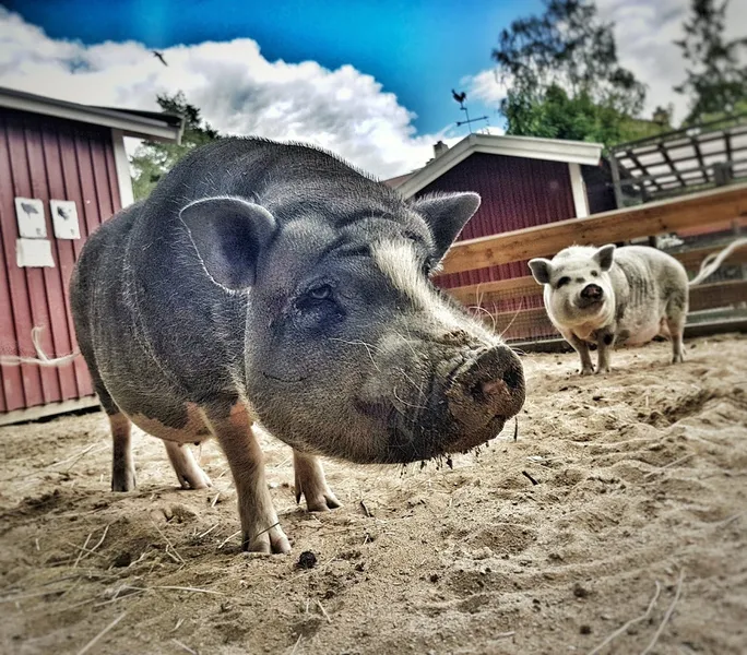 Bandängens parklek