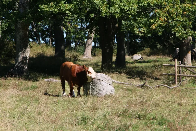 Nässja Domarring