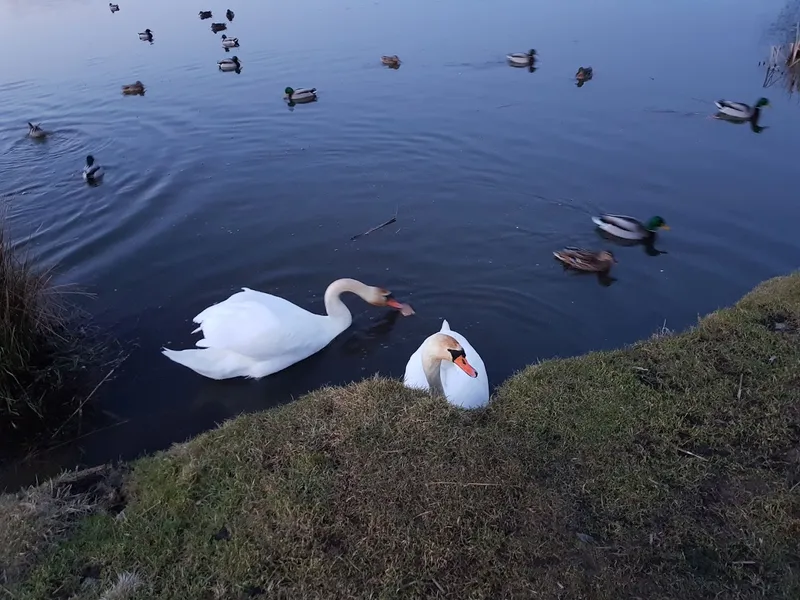 Hökälla våtmarkspark