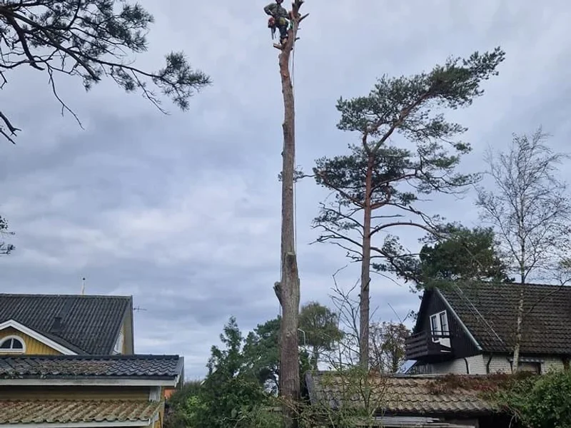 Trädfällarna Laholm