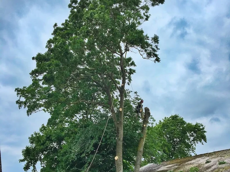Kalles klätterträd, Trädfällning i Halmstad