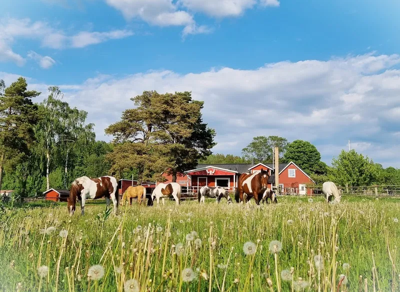 EddyLou Ranch