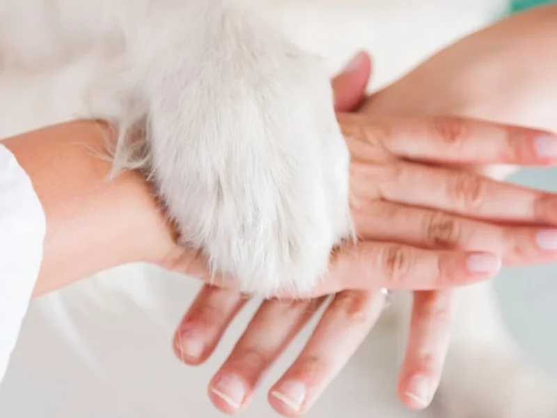 Haga Veterinär