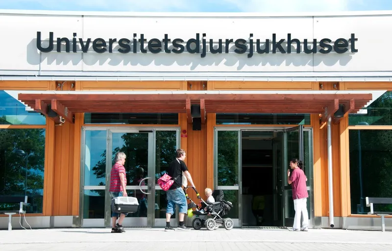 SLU Universitetsdjursjukhuset (UDS), smådjurskliniken