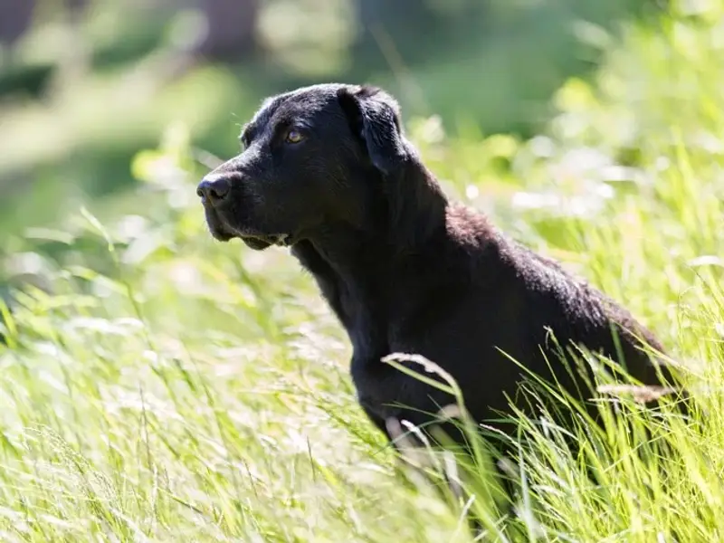 Evidensia Djursjukhuset Norra Halland