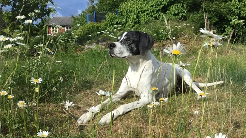 Vettris Halmstad/ Flygstaden Veterinärklinik