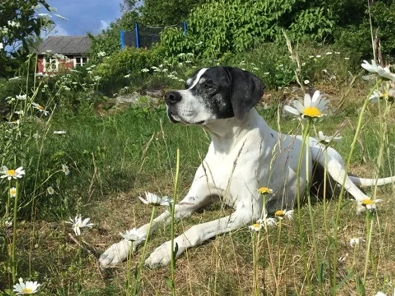 Vettris Halmstad/ Flygstaden Veterinärklinik