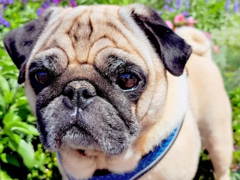 Falkenbergs Djurklinik Evidensia