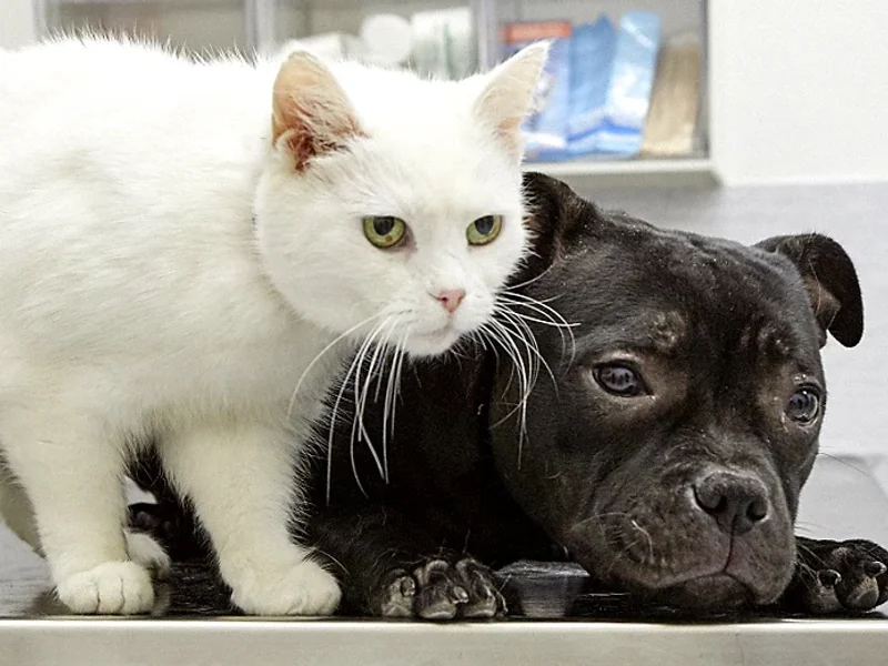 Nyatorps Veterinärklinik