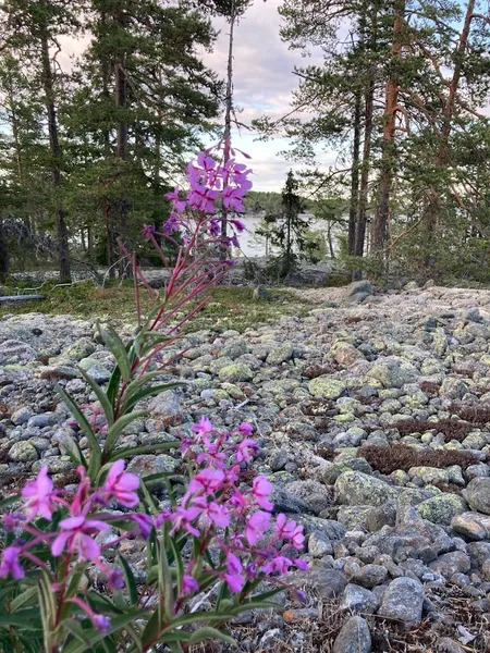 Nidarosens massage och hälsoutveckling