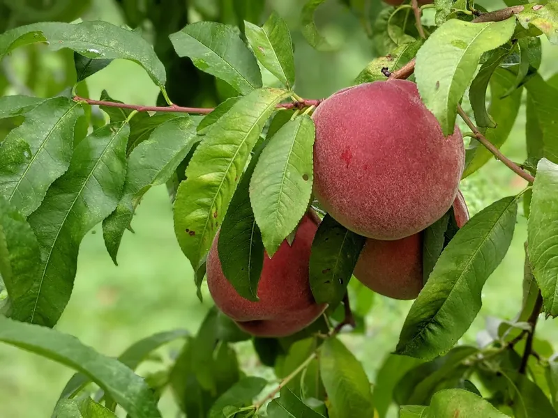 Apple Ridge Orchards