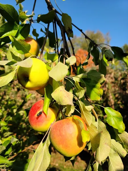 Barton Orchards