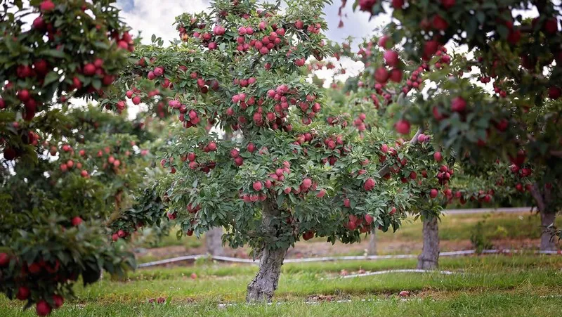 Lawrence Farms Orchards