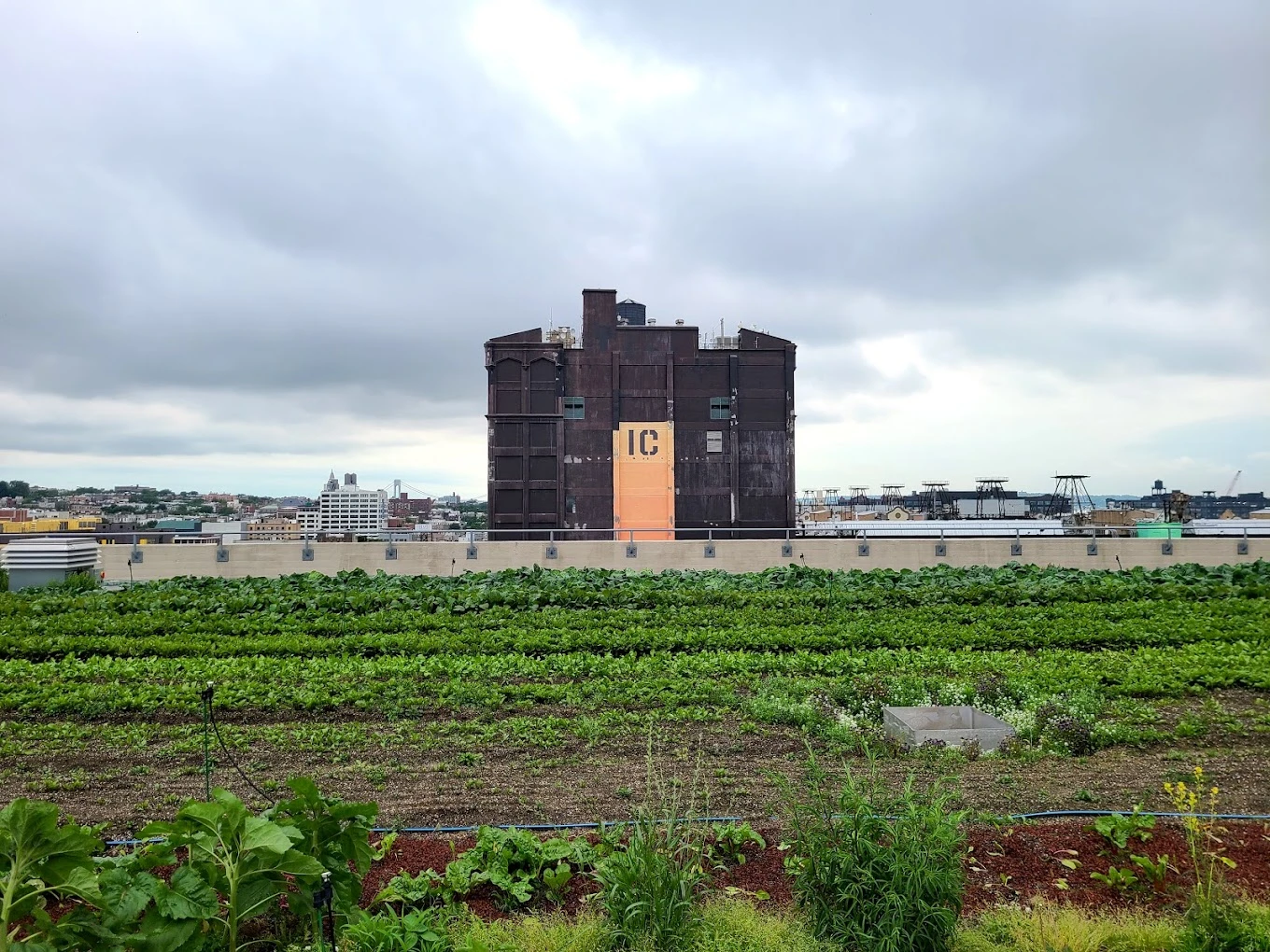 6 best rooftop gardens and urban farms in New York City