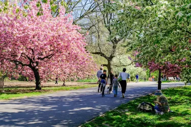 The 23 most favorite places to see cherry blossoms in New York City