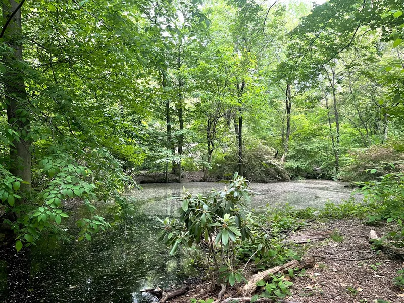 Azalea Pond