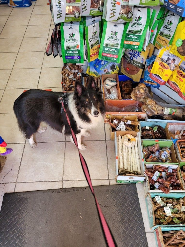 16 best pet stores in Bed Stuy New York City