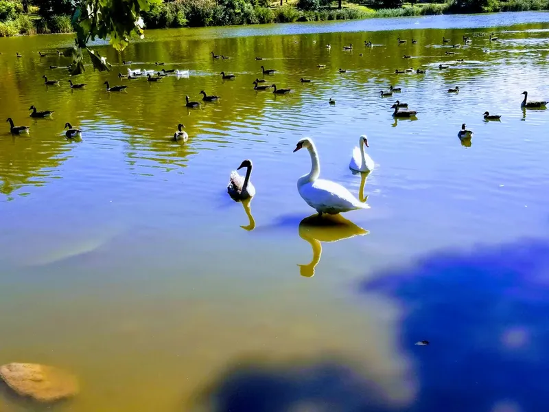 lakes Trout Lake