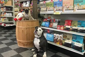 8 best pet stores in Schenectady New York