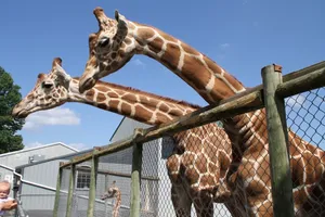 The 13 Best zoos in Schenectady New York