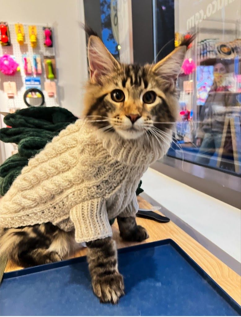 9 Best pet stores in West Village New York City