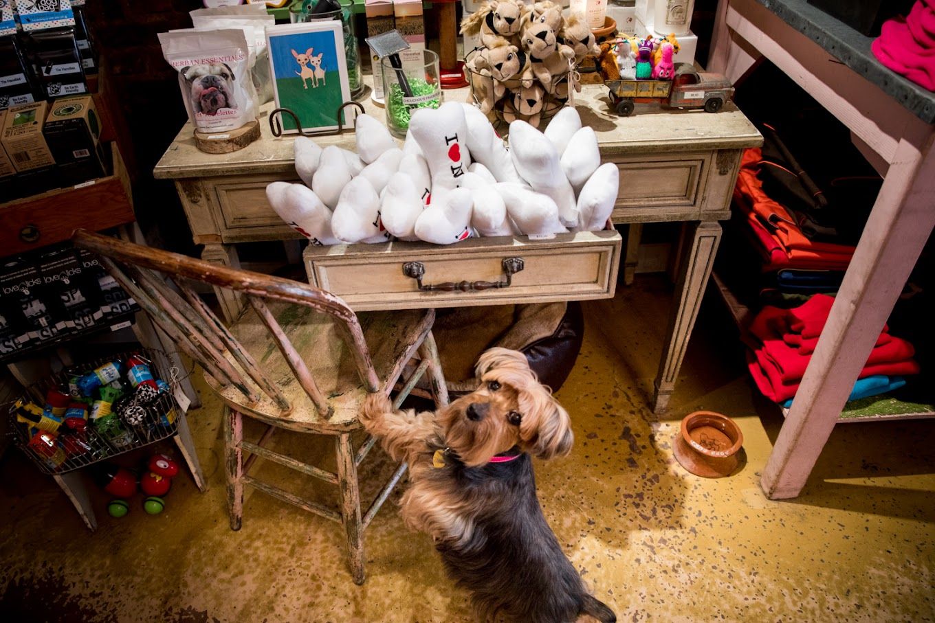 9 Best pet stores in West Village New York City