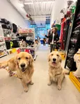 The 7 best pet stores in Chelsea New York City