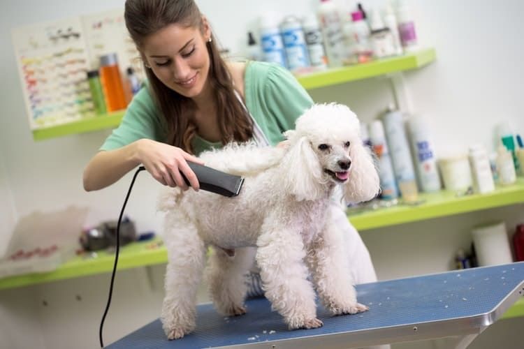 The 20 best dog groomers in New York City