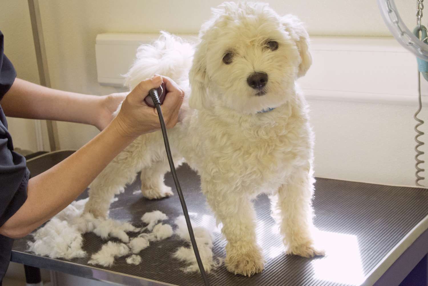 The 20 best dog groomers in New York City