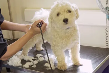 The 16 best dog groomers in New York City