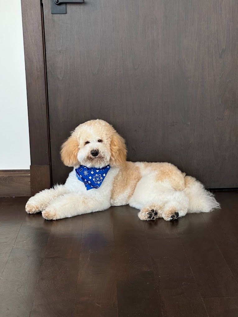 The 20 best dog groomers in New York City