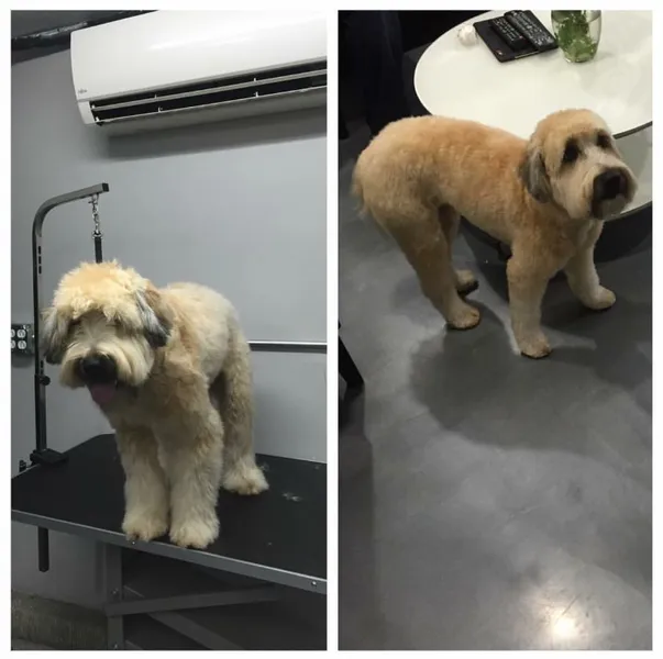 dog groomers Bark Avenue Grooming