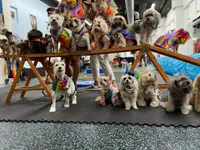 Top 12 dog groomers in Astoria NYC