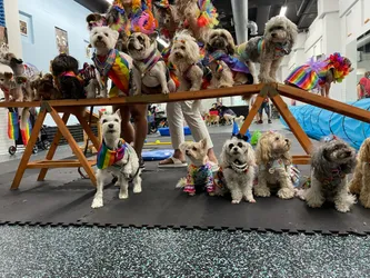 Top 12 dog groomers in Astoria NYC