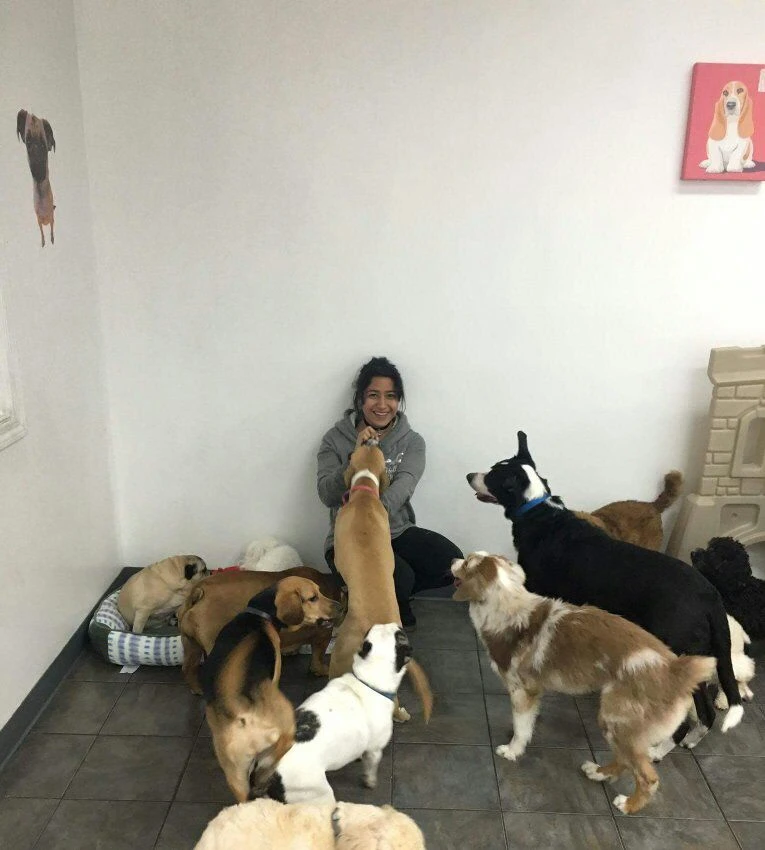 Top 12 dog groomers in Astoria NYC