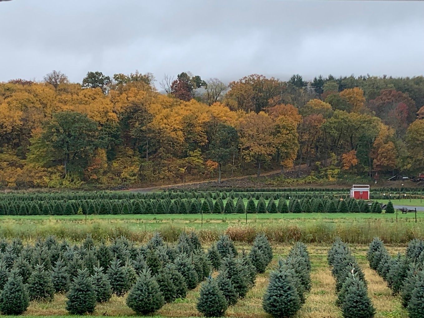 Top 9 Christmas Tree Farms In New York City