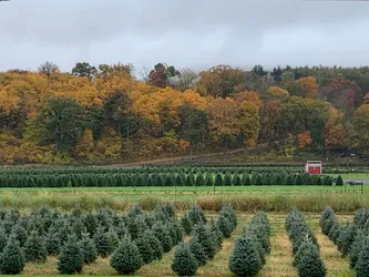 Top 9 christmas tree farms in New York City