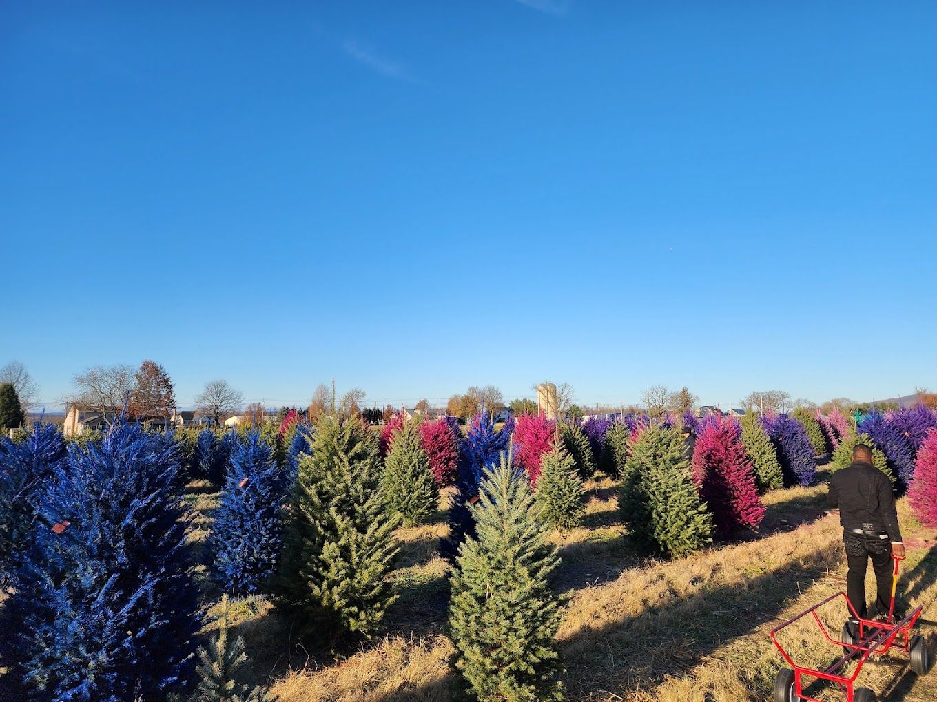 Top 9 Christmas Tree Farms In New York City