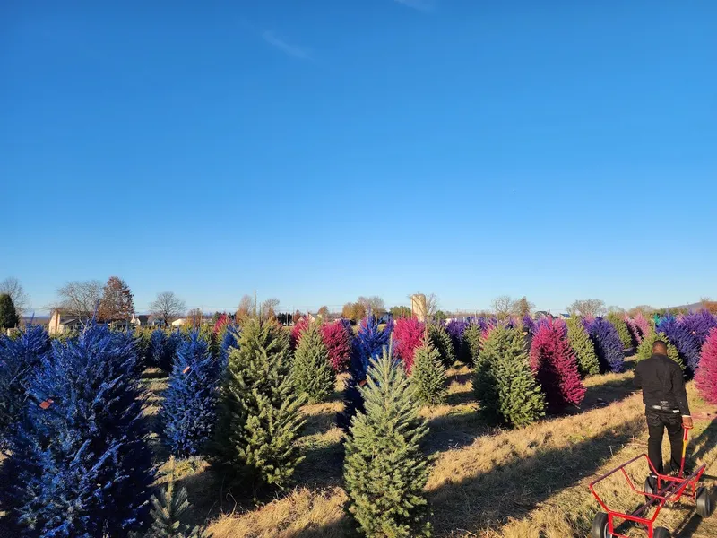 Wyckoff's Christmas Tree Farm LLC